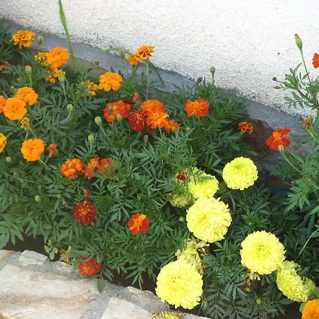 Πανσιόν Camellia Berkovitsa